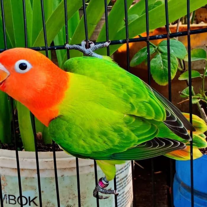 Lovebird Split Pb - KibrisPDR