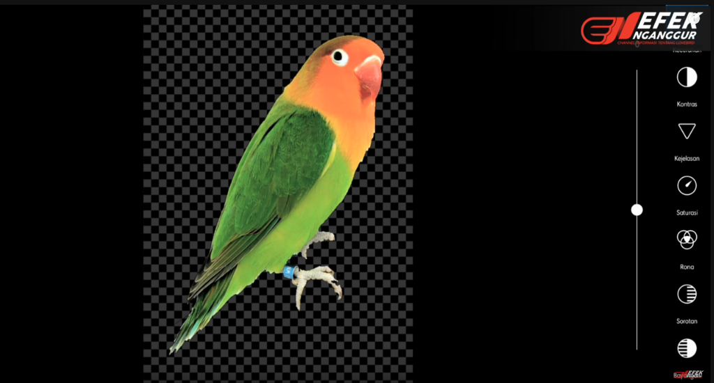 Detail Lovebird Split Pb Nomer 13