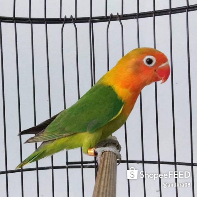 Detail Lovebird Split Pb Nomer 3