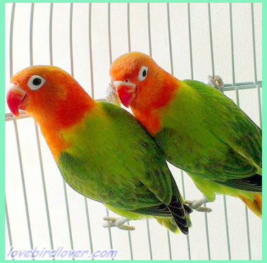Detail Lovebird Split Pb Nomer 28