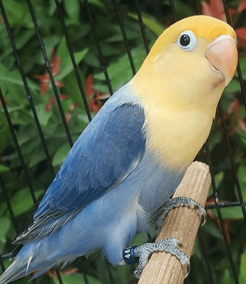 Detail Lovebird Split Pb Nomer 30