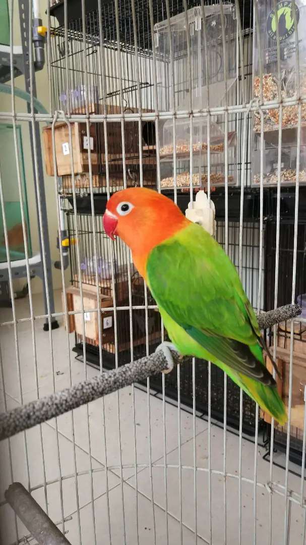 Detail Lovebird Split Pb Nomer 4