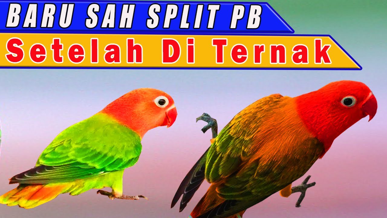 Detail Lovebird Split Pb Nomer 32
