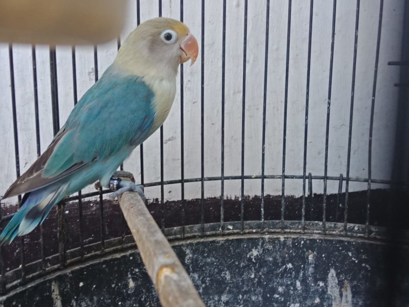 Detail Lovebird Split Pb Nomer 35