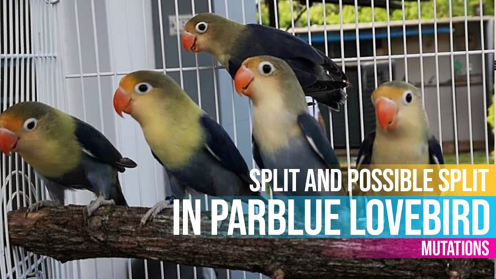 Detail Lovebird Split Pb Nomer 6