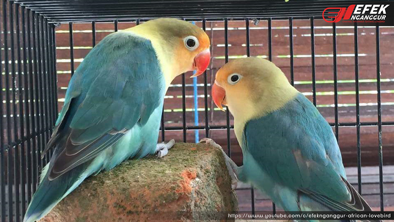 Detail Lovebird Split Pb Nomer 8