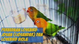 Detail Lovebird Standar Nomer 25