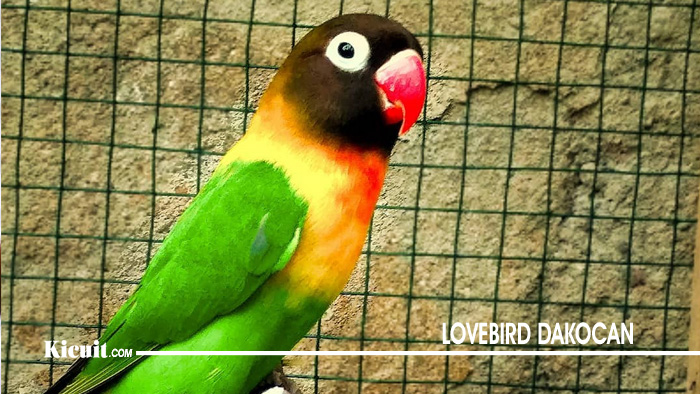 Detail Lovebird Standar Nomer 43