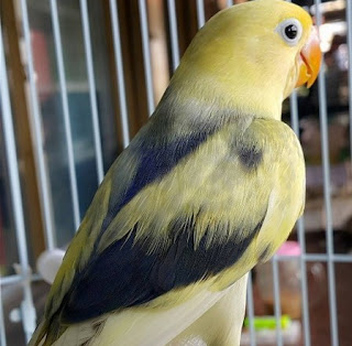 Lovebird Termahal Di Dunia - KibrisPDR