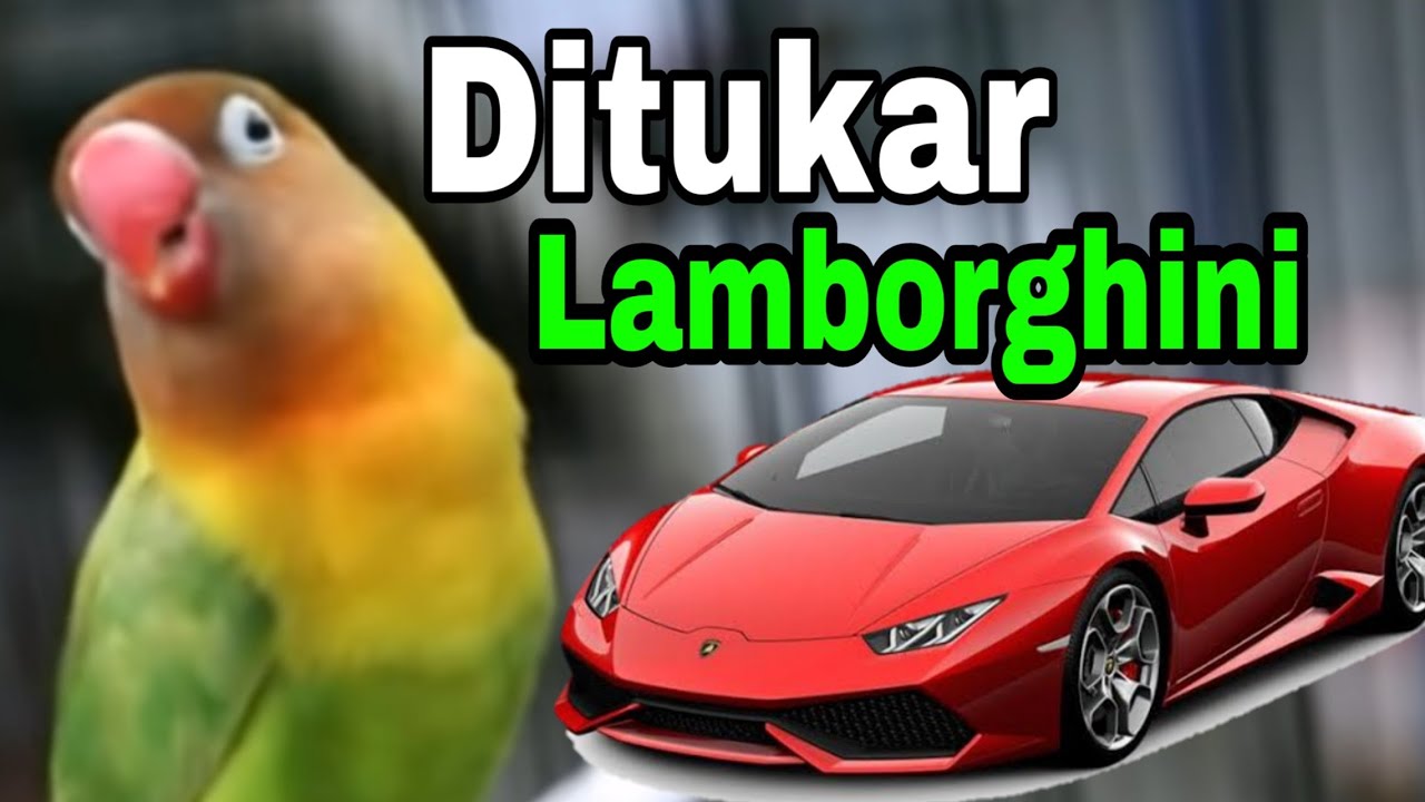 Detail Lovebird Termahal Di Dunia Nomer 2