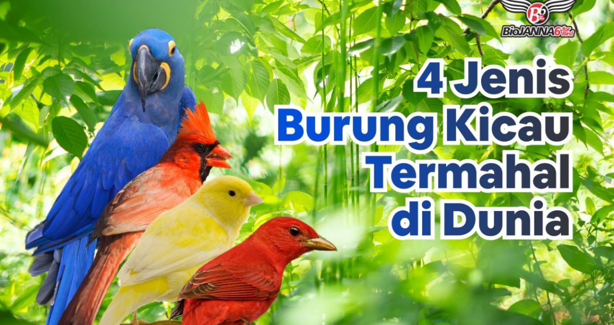 Detail Lovebird Termahal Di Dunia Nomer 49