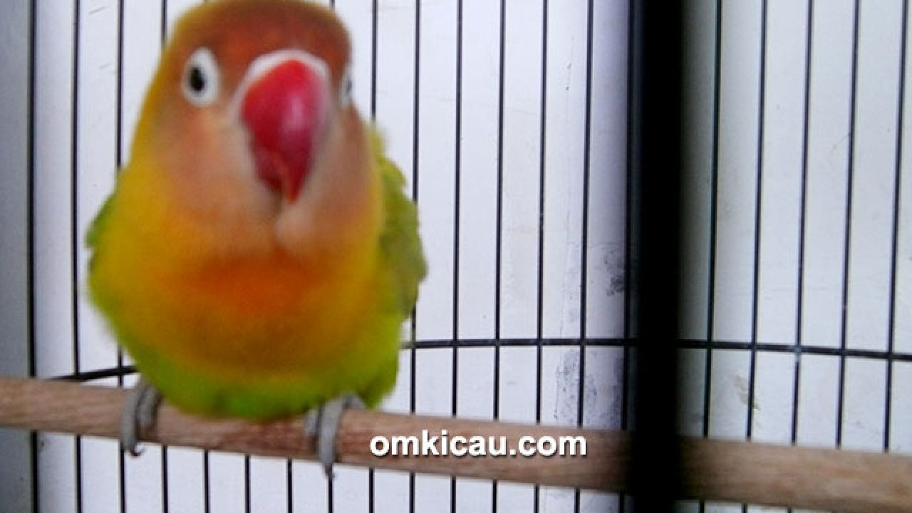 Detail Lovebird Umur 1 Bulan Nomer 34