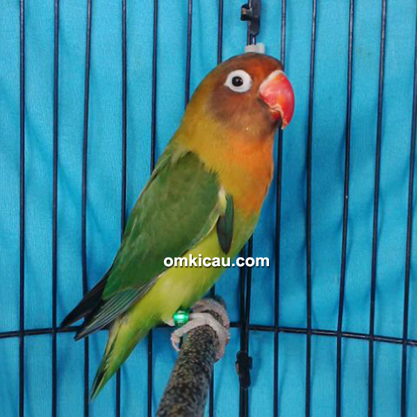 Detail Lovebird Umur 1 Bulan Nomer 35