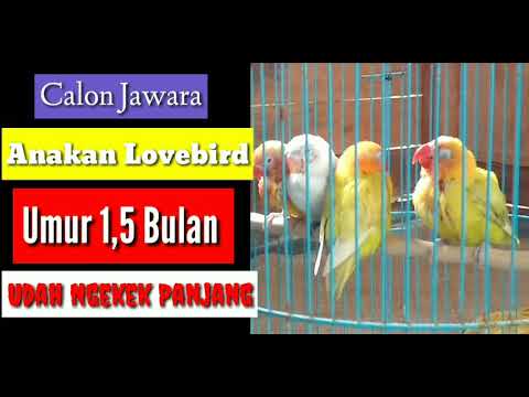 Detail Lovebird Umur 1 Bulan Nomer 49