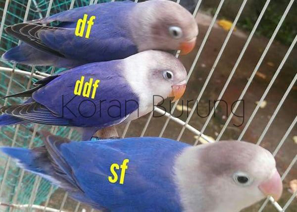 Detail Lovebird Vio Df Nomer 15