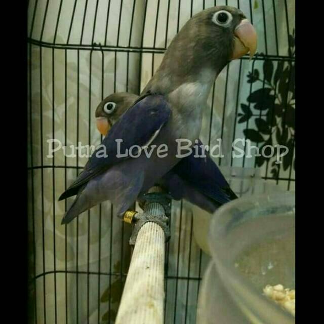 Detail Lovebird Vio Df Nomer 18