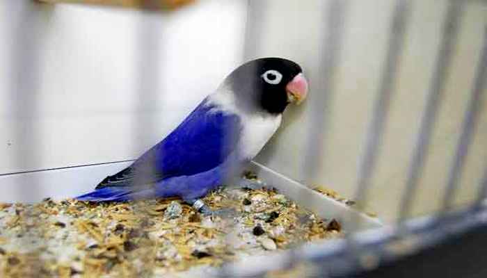 Detail Lovebird Vio Df Nomer 19
