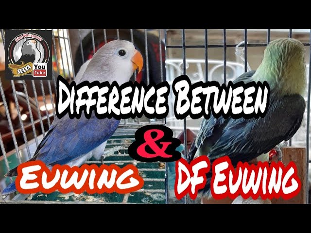 Detail Lovebird Vio Df Nomer 31