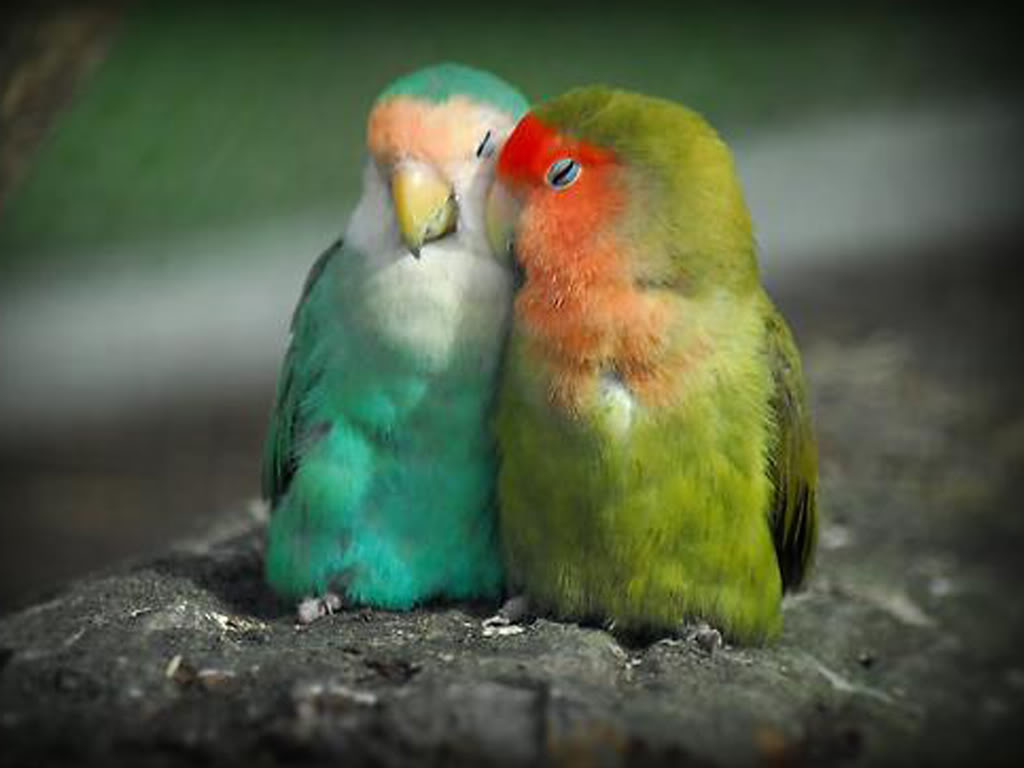 Detail Lovebird Wallpaper Nomer 22