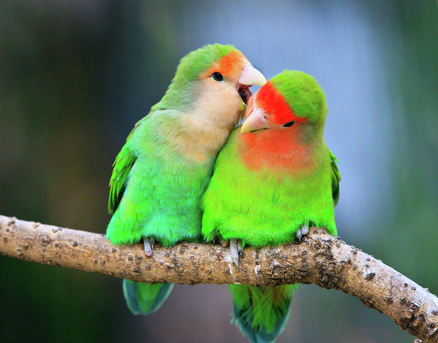 Detail Lovebird Wallpaper Nomer 28