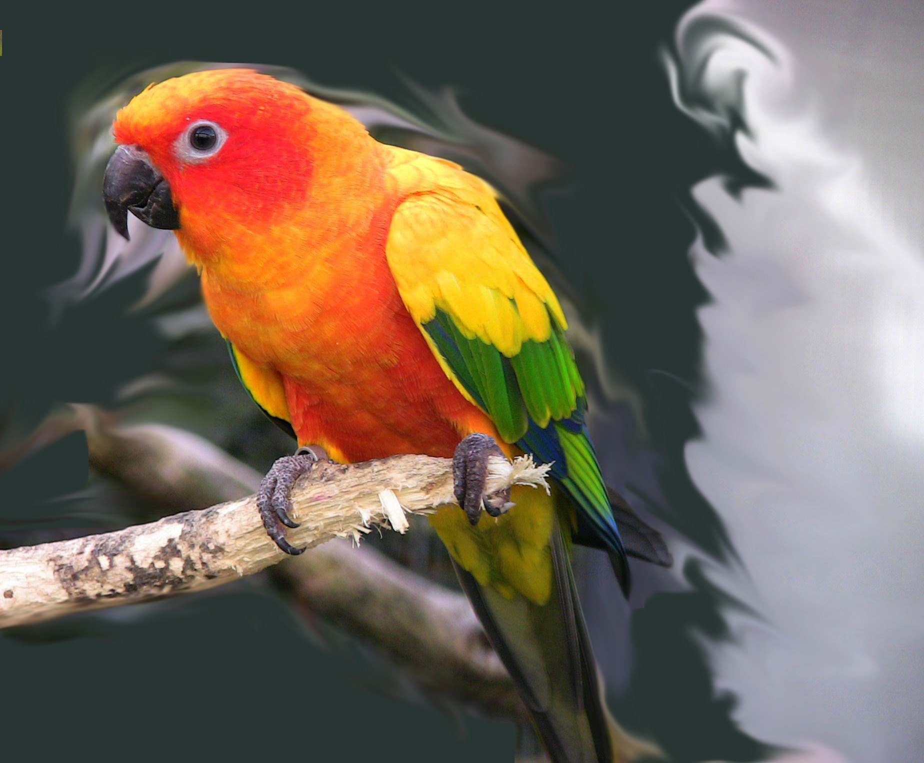 Detail Lovebird Wallpaper Nomer 29