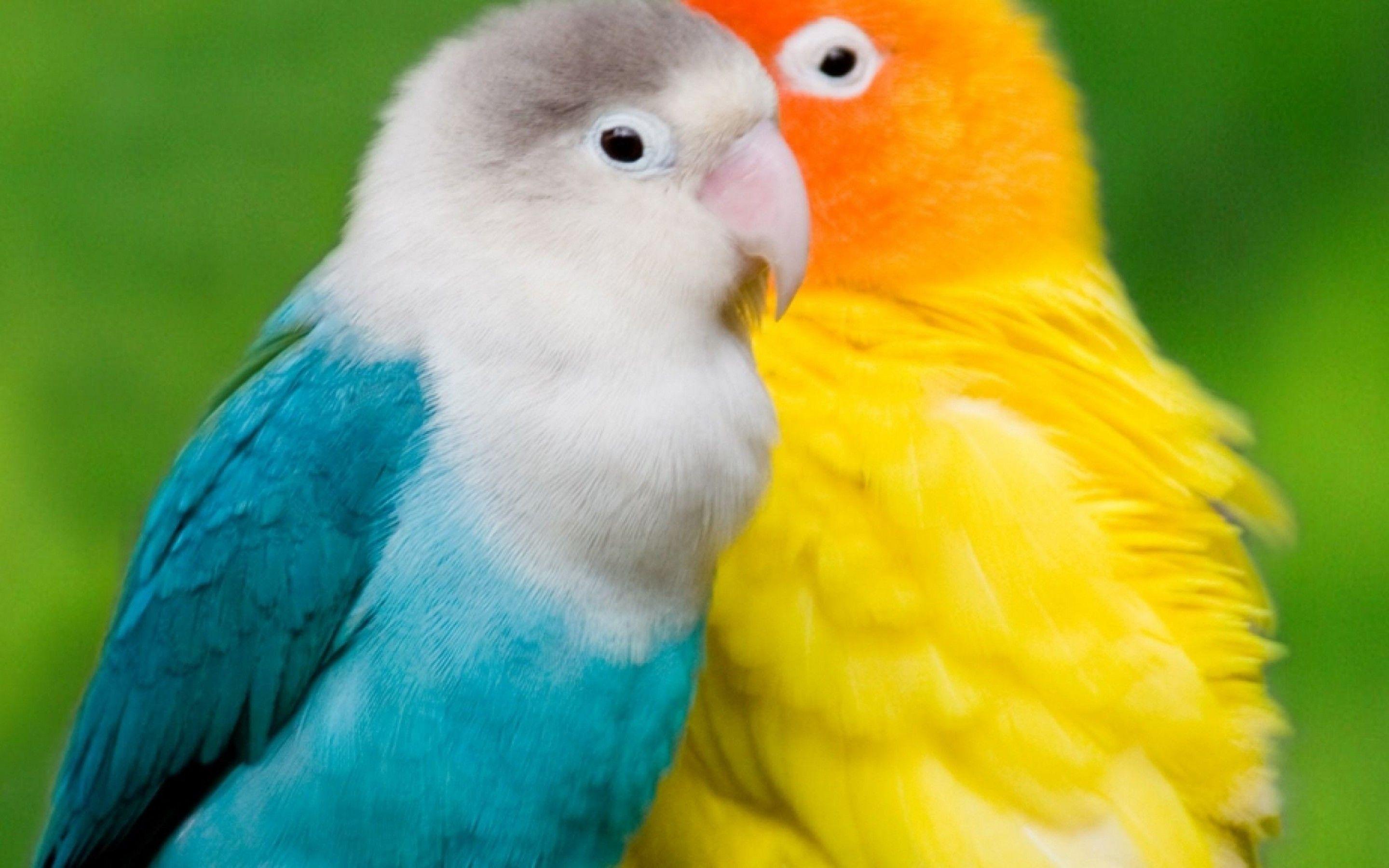 Detail Lovebird Wallpaper Hd Nomer 10