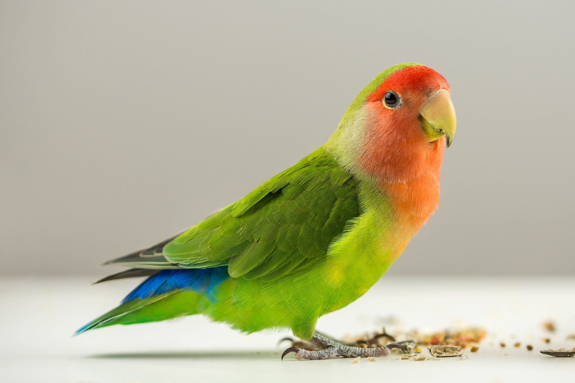 Detail Lovebird Wallpaper Hd Nomer 14