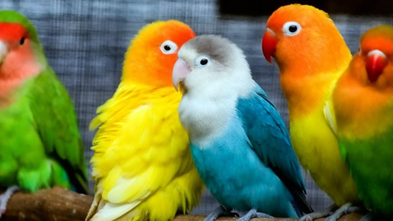 Detail Lovebird Wallpaper Hd Nomer 20