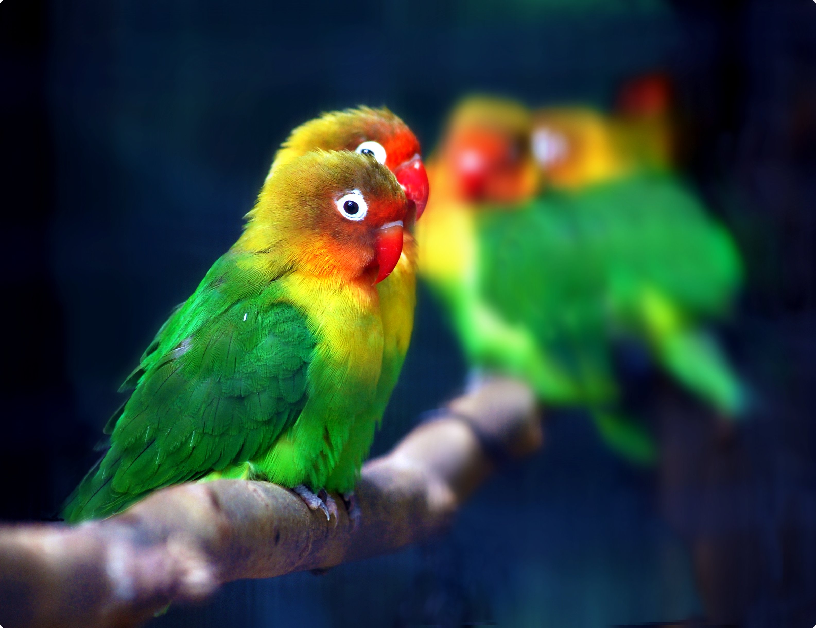 Detail Lovebird Wallpaper Hd Nomer 21