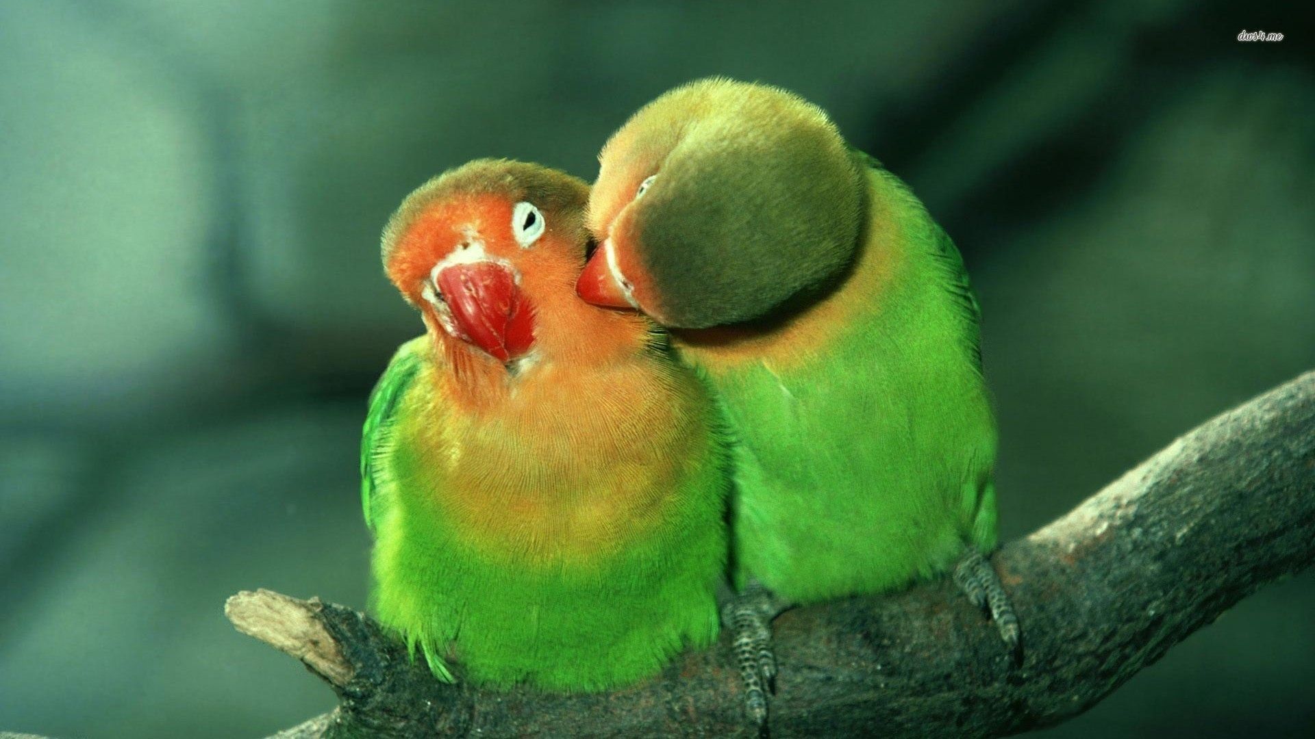 Detail Lovebird Wallpaper Hd Nomer 28