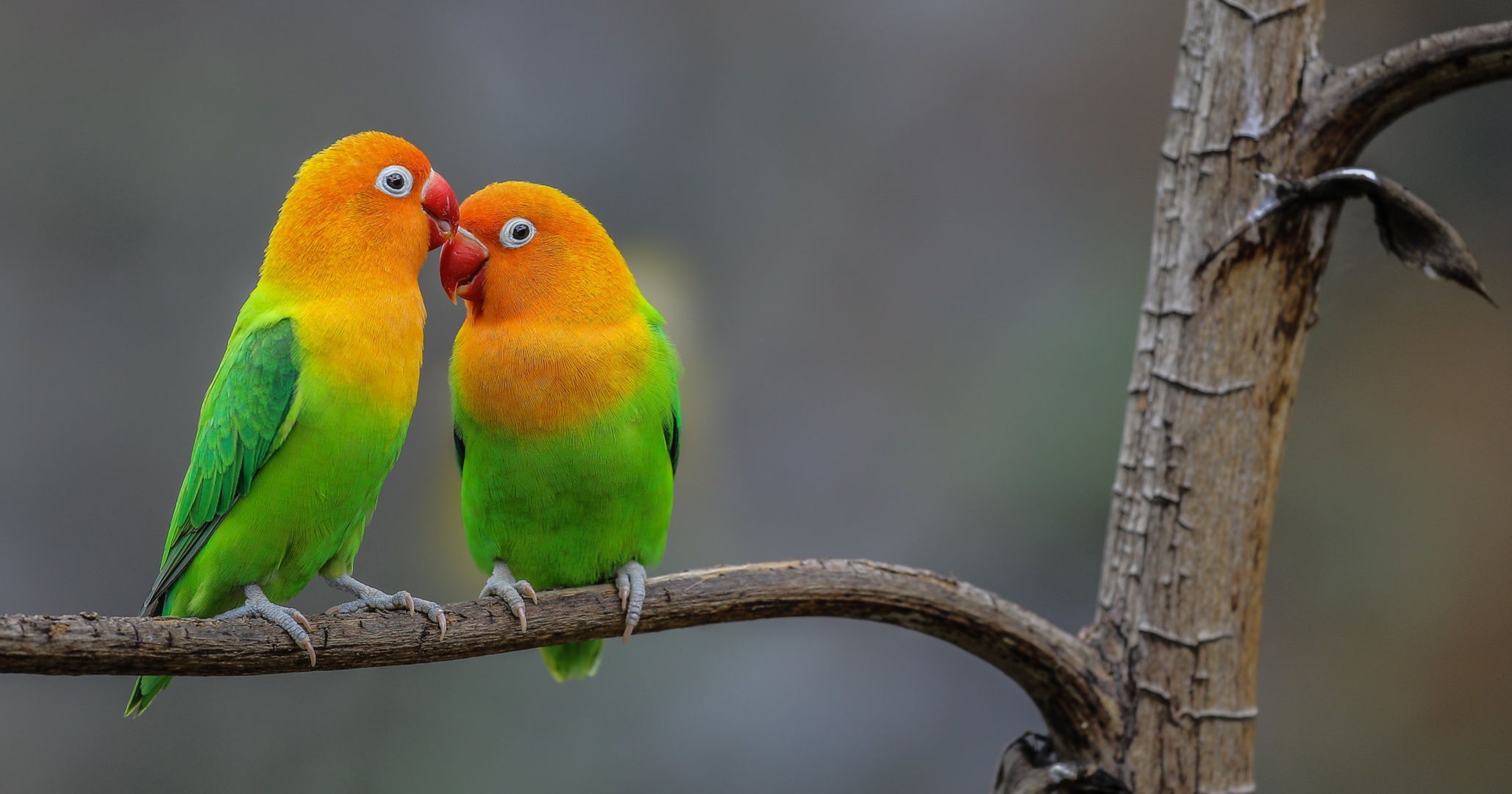 Detail Lovebird Wallpaper Hd Nomer 4