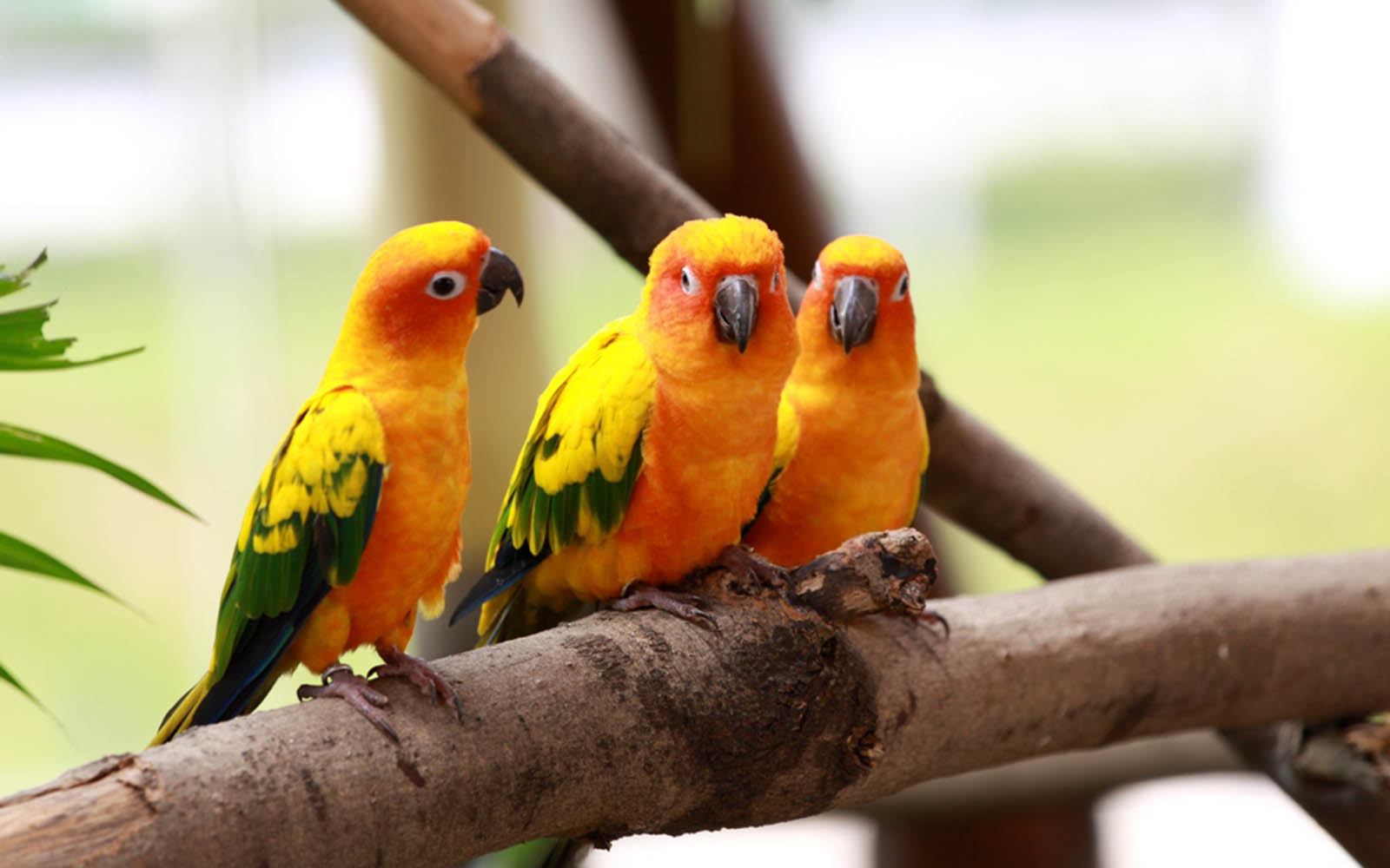 Detail Lovebird Wallpaper Hd Nomer 35