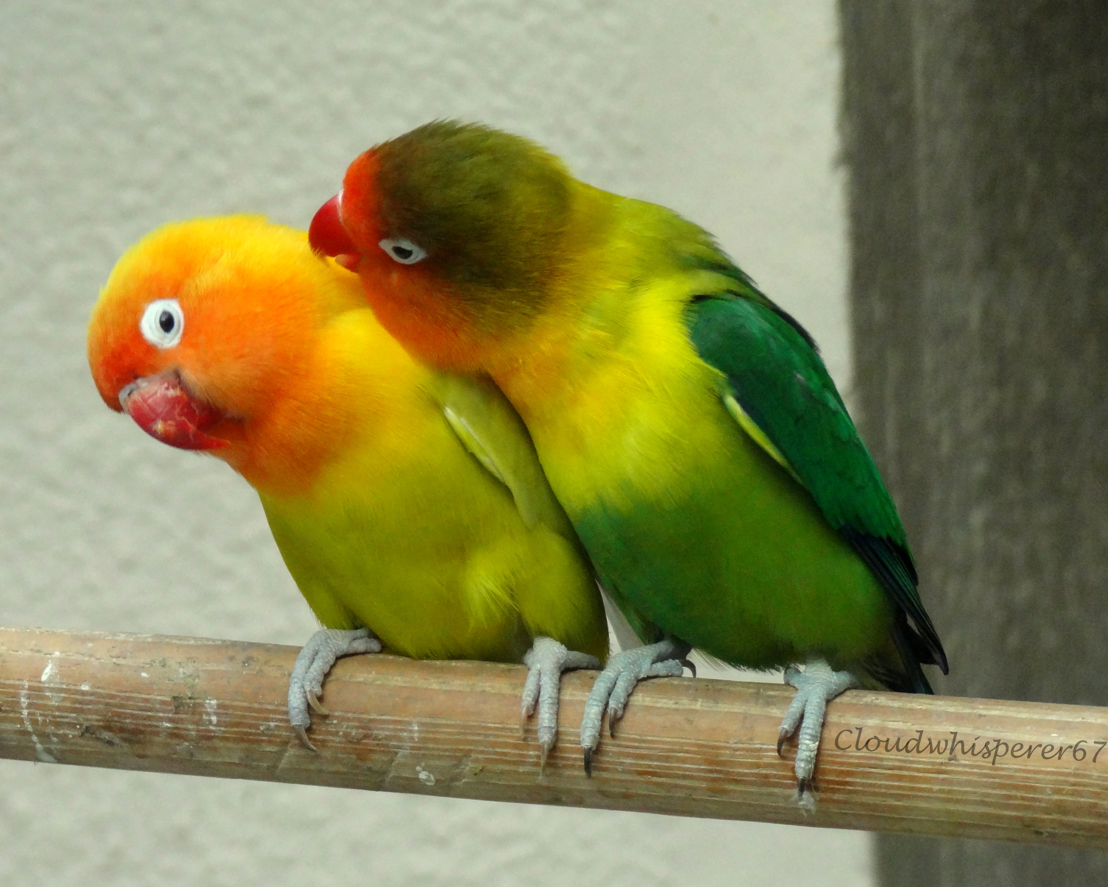 Detail Lovebird Wallpaper Hd Nomer 39