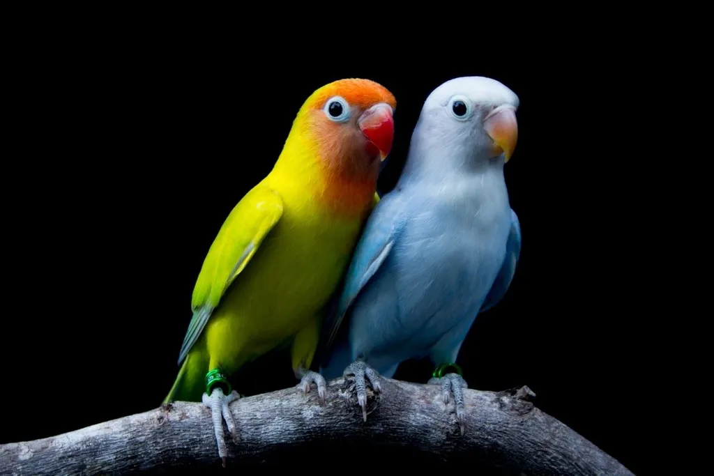 Detail Lovebird Wallpaper Hd Nomer 47