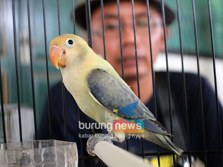 Detail Lovebird Warna Eksotik Nomer 14