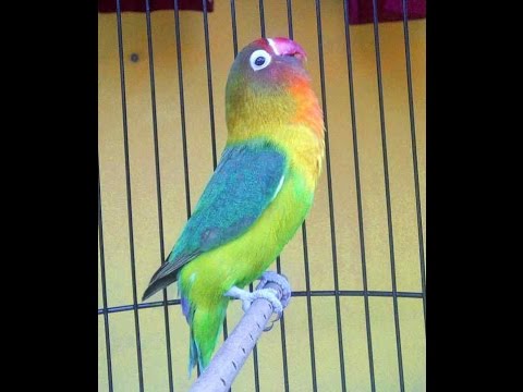 Detail Lovebird Warna Eksotik Nomer 19