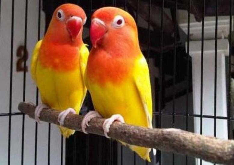 Detail Lovebird Warna Merah Nomer 13