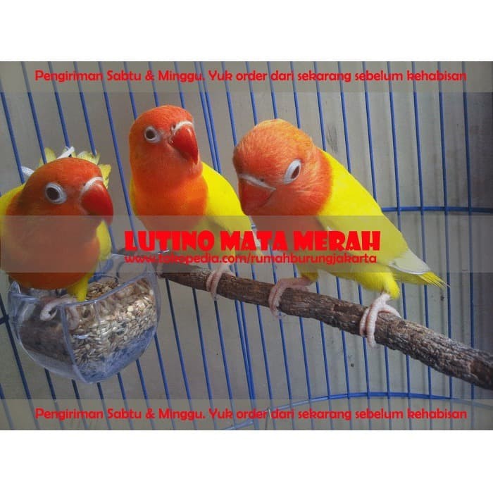 Detail Lovebird Warna Merah Nomer 20