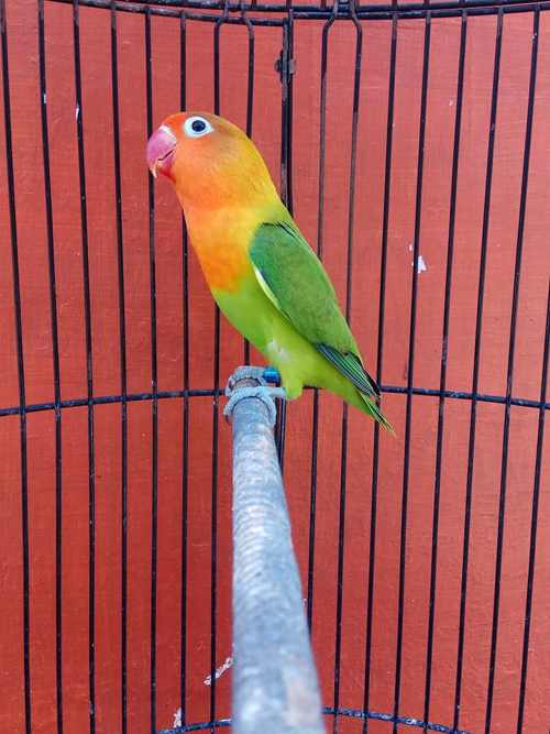 Detail Lovebird Warna Merah Nomer 31