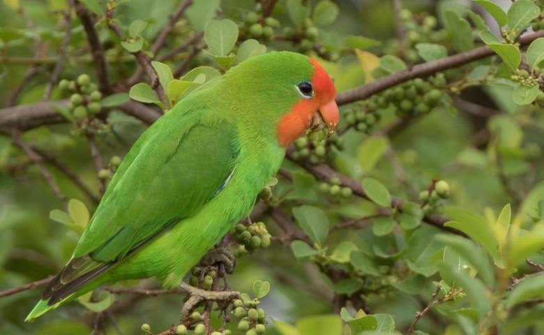 Detail Lovebird Warna Merah Nomer 41