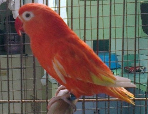 Detail Lovebird Warna Merah Nomer 5