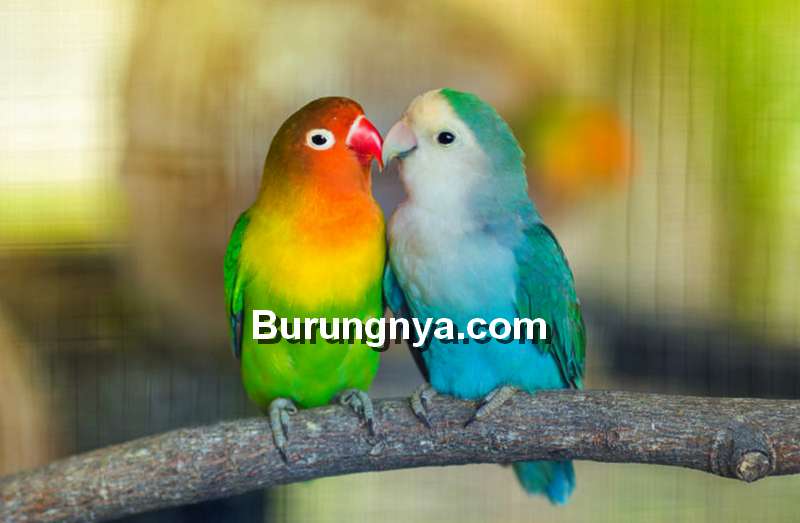 Detail Lovebird Warna Merah Nomer 43