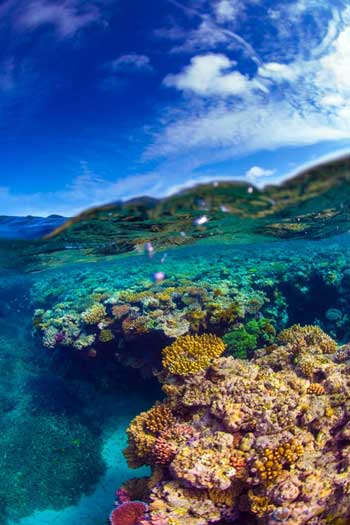 Detail Pemandangan Alam Bawah Laut Nomer 23