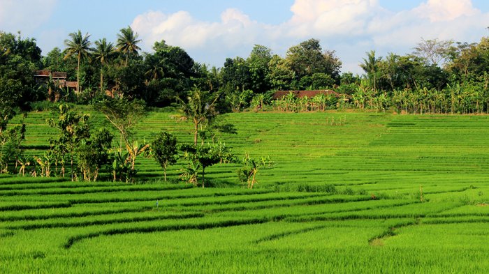 Detail Pemandangan Alam Desa Nomer 2