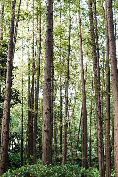 Detail Pemandangan Alam Hutan Nomer 17