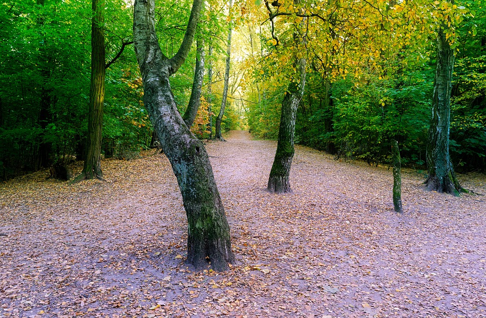 Detail Pemandangan Alam Hutan Nomer 36