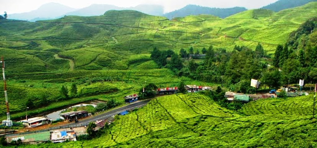 Detail Pemandangan Alam Puncak Nomer 12