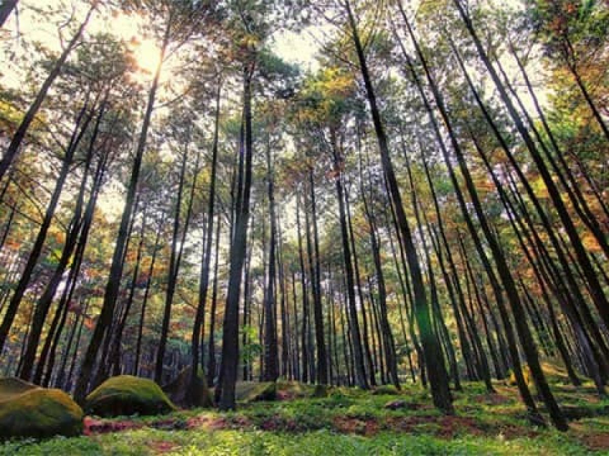 Detail Pemandangan Alam Puncak Nomer 13
