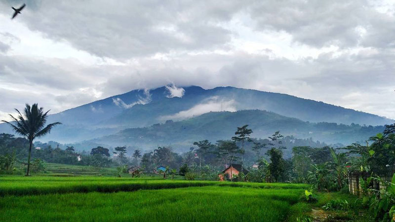 Detail Pemandangan Alam Puncak Nomer 17