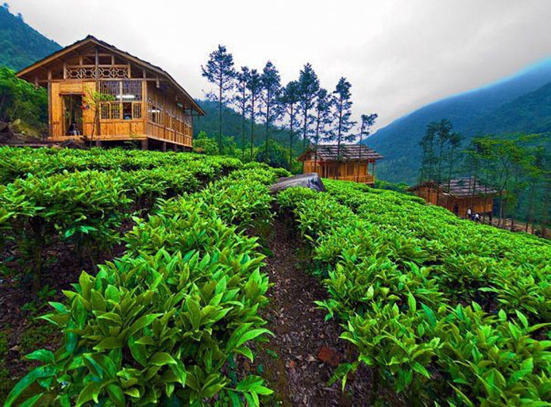 Detail Pemandangan Alam Puncak Nomer 6